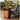Elegant Light Brown & Black Laminated Wood Tea Table - Stylish & Modern Design fmy - 695MUTUKISPACE