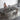 Sleek Gray Sintered Stone Dining Table with Ash Wood Multi - Layer Board hagst - 318MUTUKISPACE